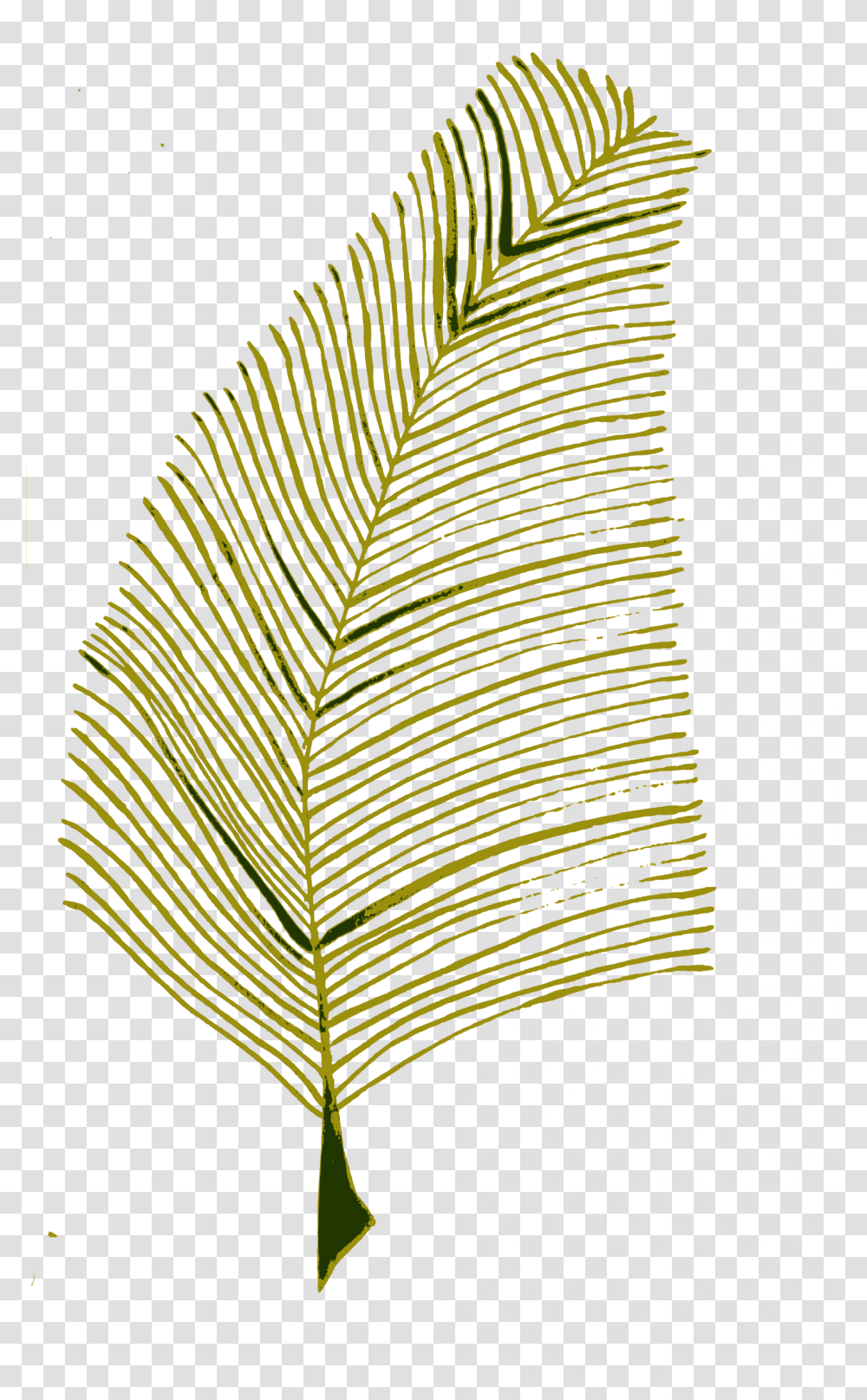 Calligraphic Illustration Leaf Twig Plant 2 Clip Roystonea, Veins, Rug, Bird, Animal Transparent Png