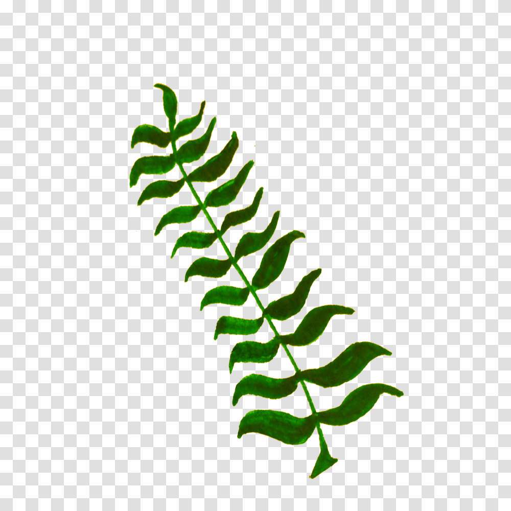 Calligraphic Illustration Leaf Twig Plant Icons, Fern, Green Transparent Png