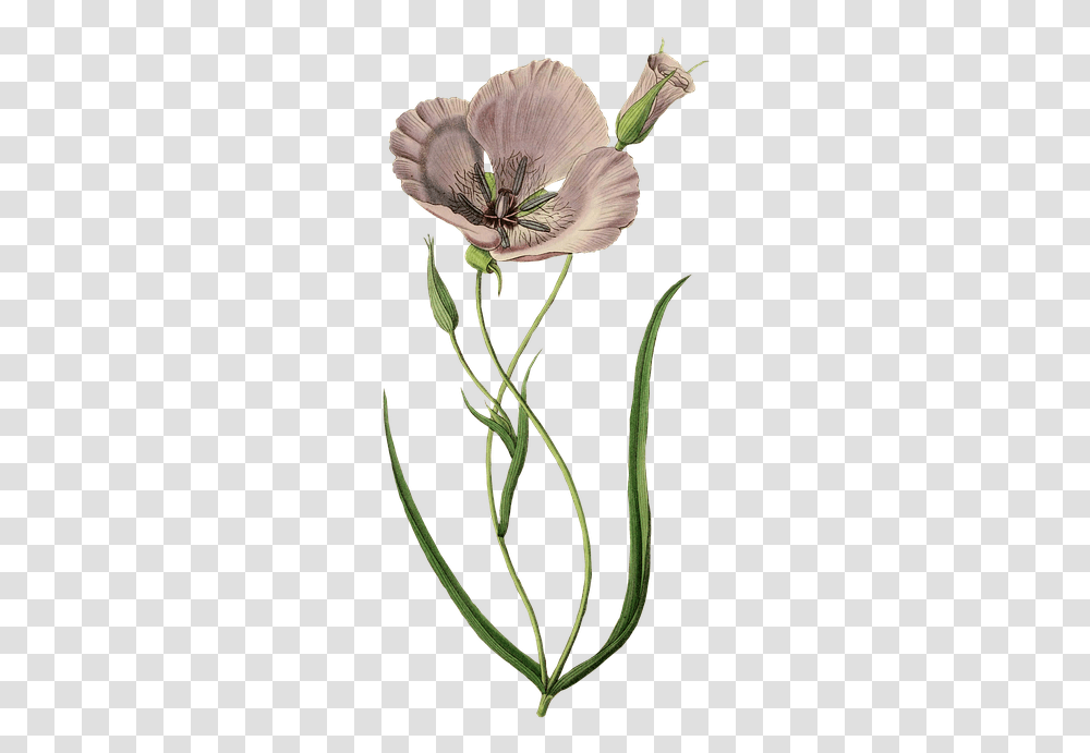 Calochortus, Plant, Flower, Geranium, Petal Transparent Png