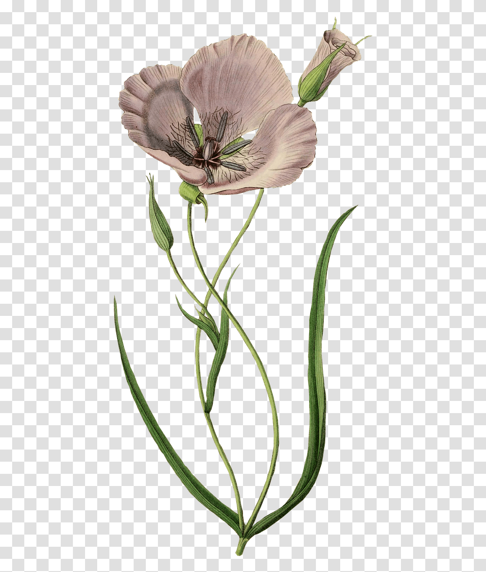 Calochortus, Plant, Flower, Pollen, Geranium Transparent Png