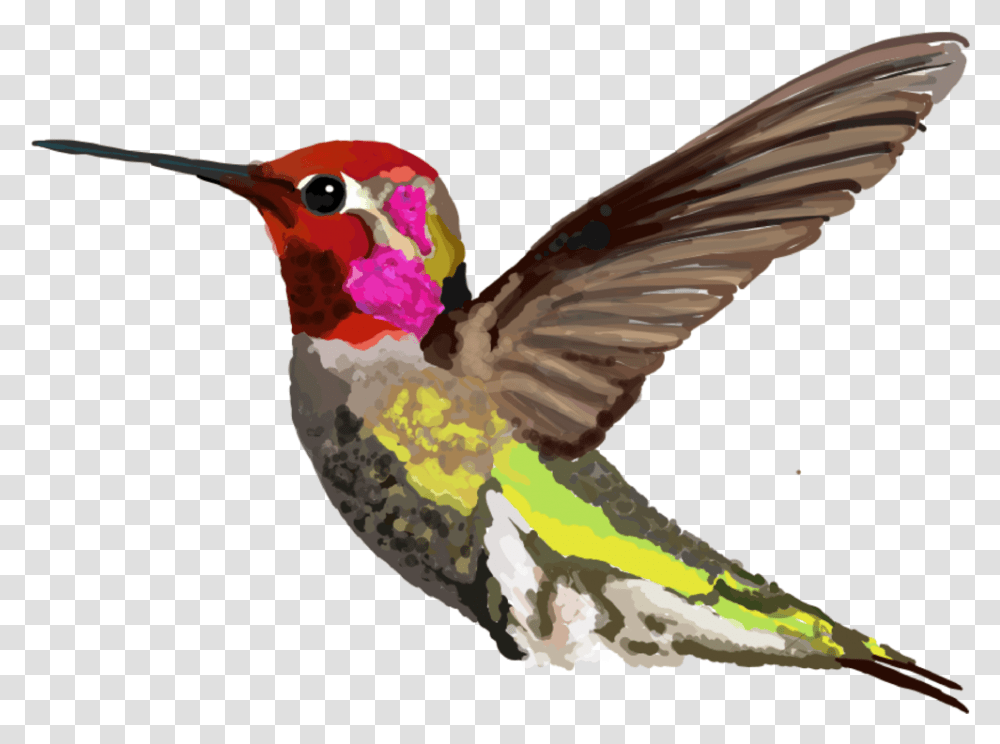 Calypte Anna   Anna's Hummingbird Full Size Hummingbird, Animal, Woodpecker, Flicker Bird, Bee Eater Transparent Png
