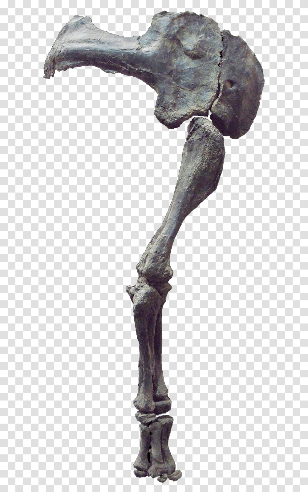 Camarasaurus Arm, Cross, Skeleton Transparent Png