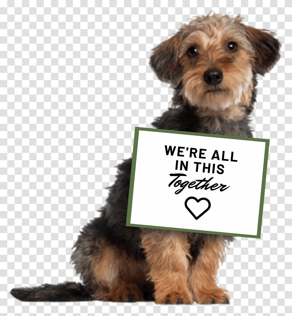 Camden Maine United States Paws Animal Adoption Center Thank You With Dogs, Canine, Mammal, Pet, Terrier Transparent Png