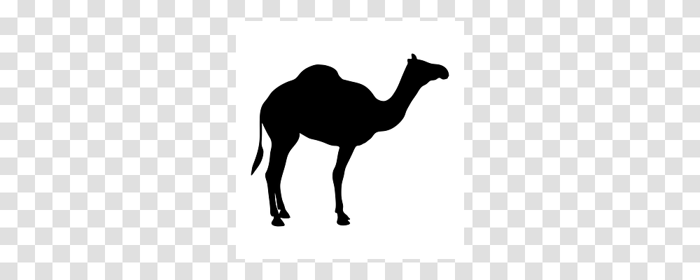 Camel Mammal, Animal, Antelope, Wildlife Transparent Png