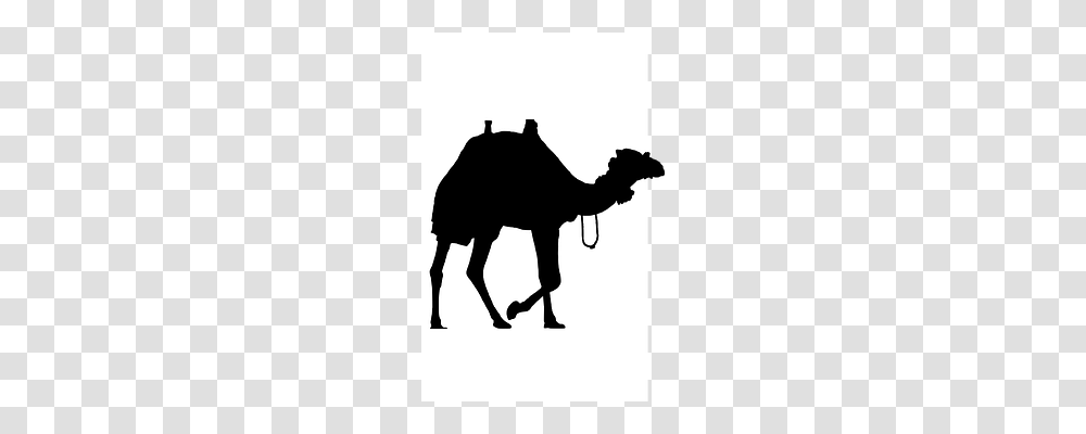 Camel Mammal, Animal, Cow, Cattle Transparent Png