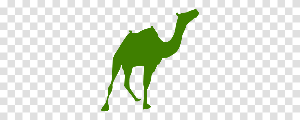 Camel Animals, Mammal Transparent Png