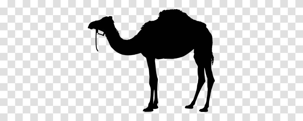 Camel Nature, Gray, World Of Warcraft Transparent Png