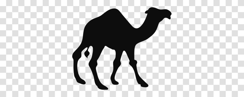 Camel Transport, Animal, Mammal, Person Transparent Png