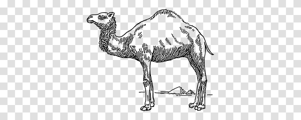 Camel Holiday, Gray, World Of Warcraft Transparent Png