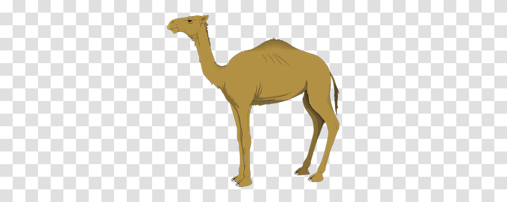 Camel Animals, Mammal, Horse Transparent Png