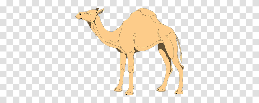 Camel Nature, Mammal, Animal, Horse Transparent Png