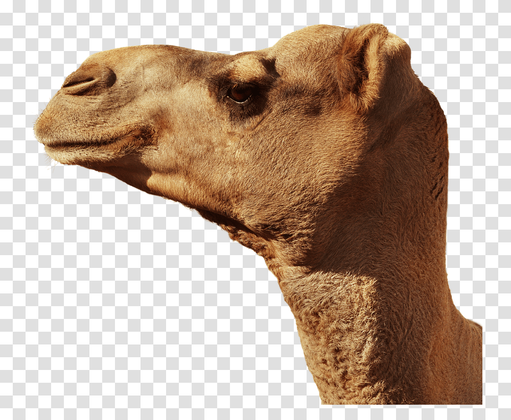 Camel Animal Head Portrait, Mammal Transparent Png