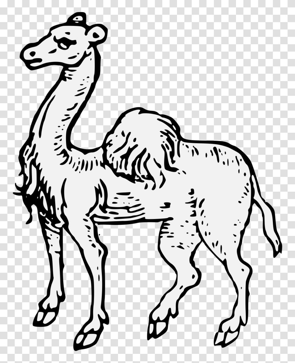 Camel, Animal, Mammal Transparent Png