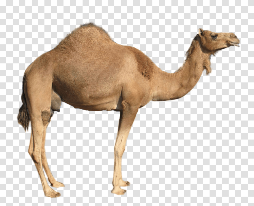 Camel, Animals, Horse, Mammal Transparent Png