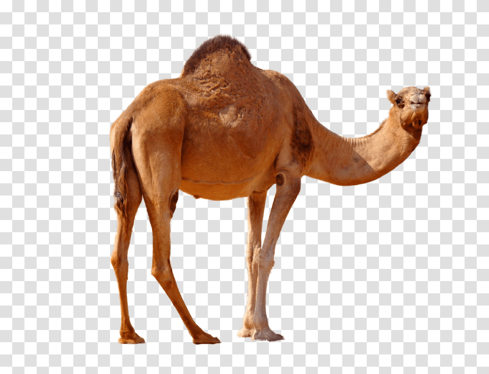 Camel, Animals, Mammal, Antelope, Wildlife Transparent Png