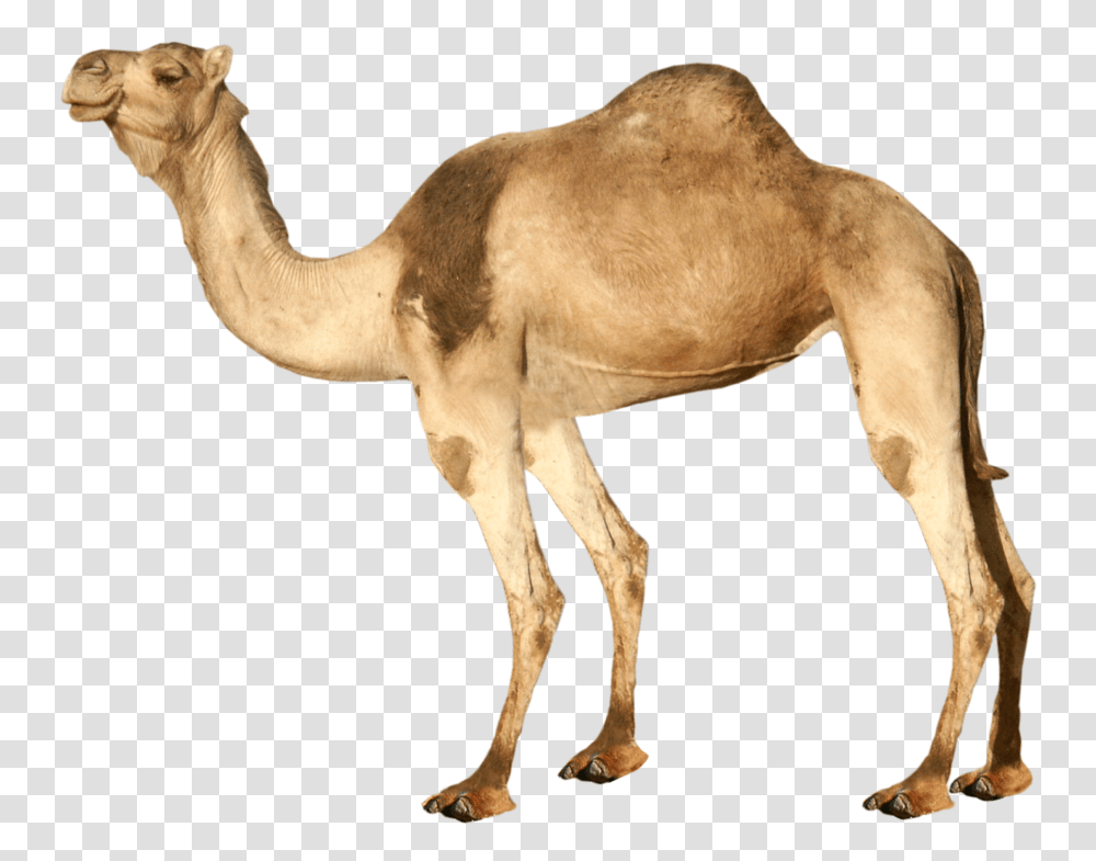 Camel, Animals, Mammal, Antelope, Wildlife Transparent Png