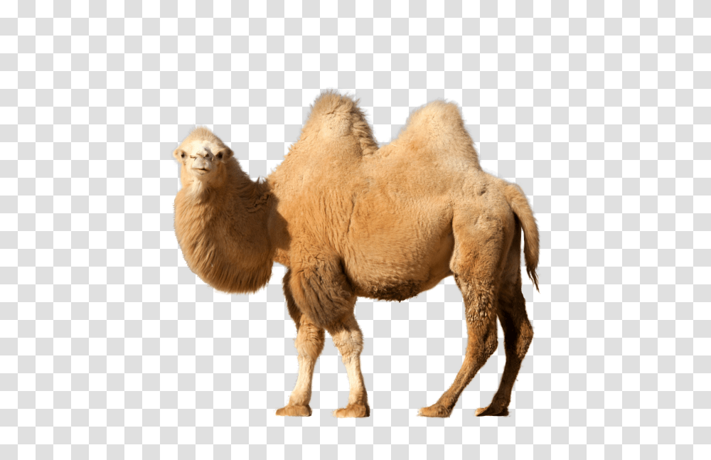 Camel, Animals, Mammal, Chicken, Poultry Transparent Png
