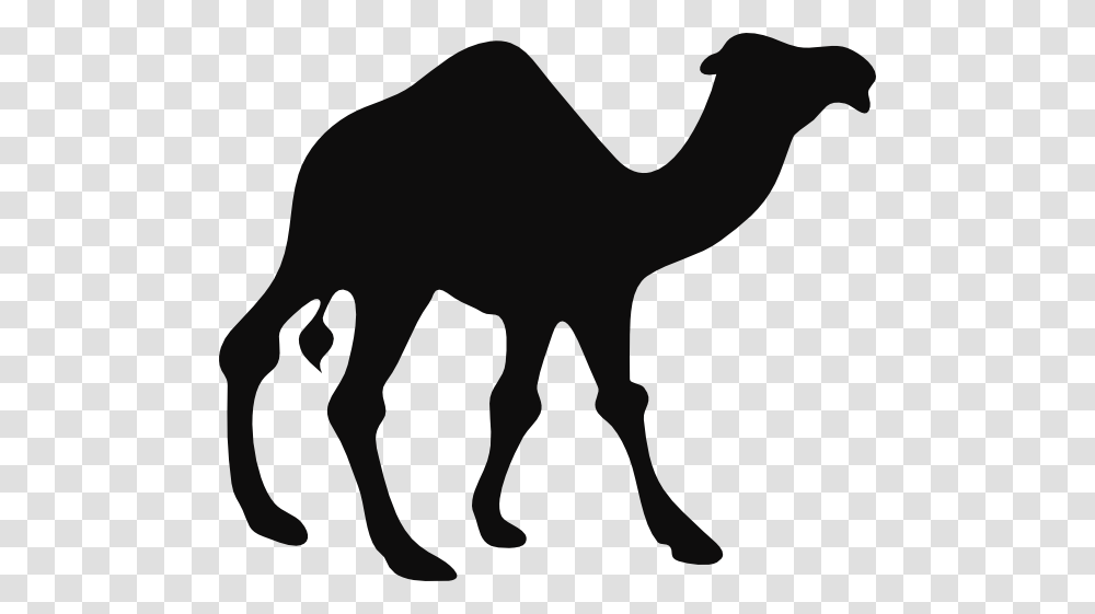 Camel, Animals, Mammal, Dog, Pet Transparent Png