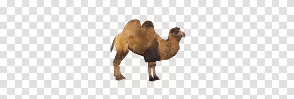 Camel, Animals, Mammal, Dog, Pet Transparent Png