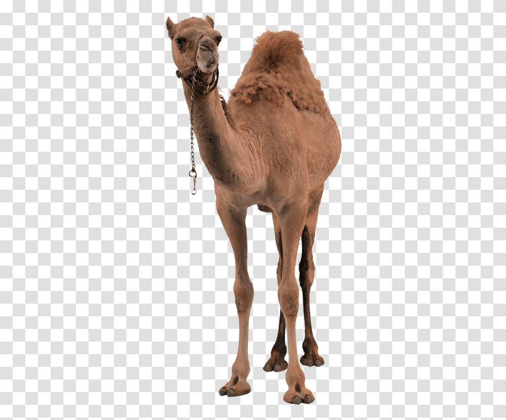 Camel, Animals, Mammal, Horse, Antelope Transparent Png
