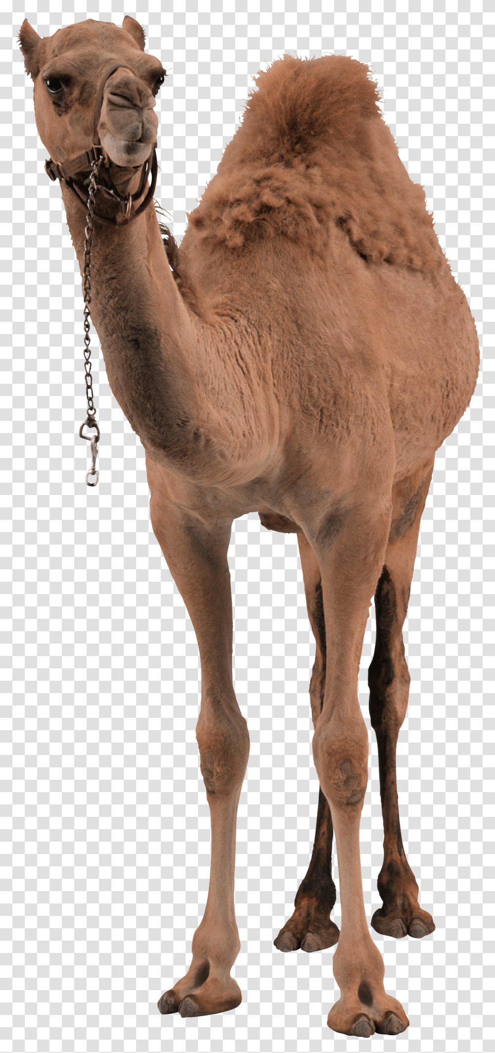 Camel, Animals, Mammal, Horse, Dog Transparent Png