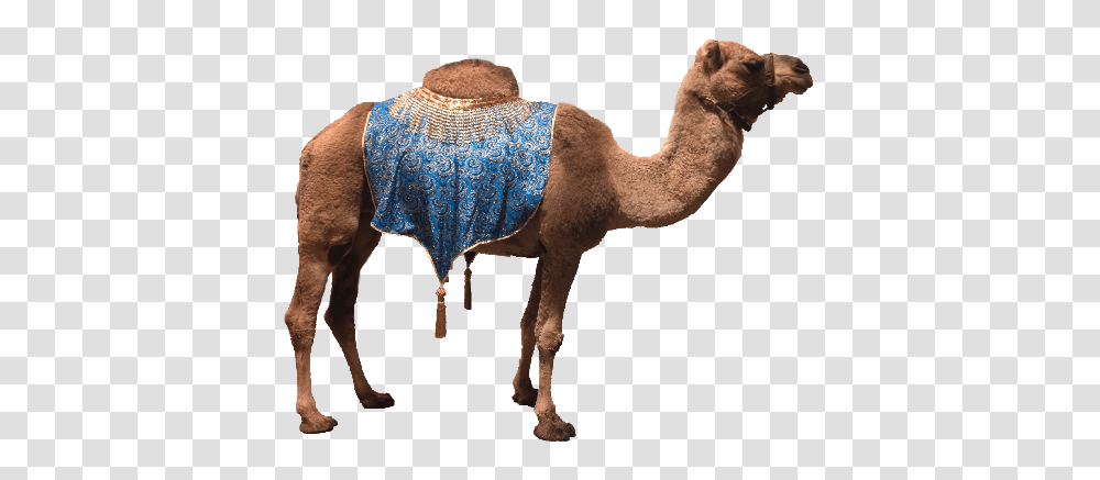 Camel, Animals, Mammal, Horse, Dog Transparent Png