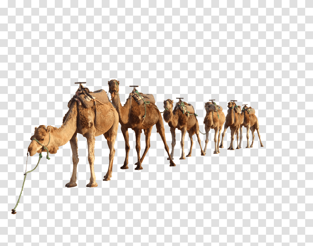 Camel, Animals, Mammal, Horse, Herd Transparent Png