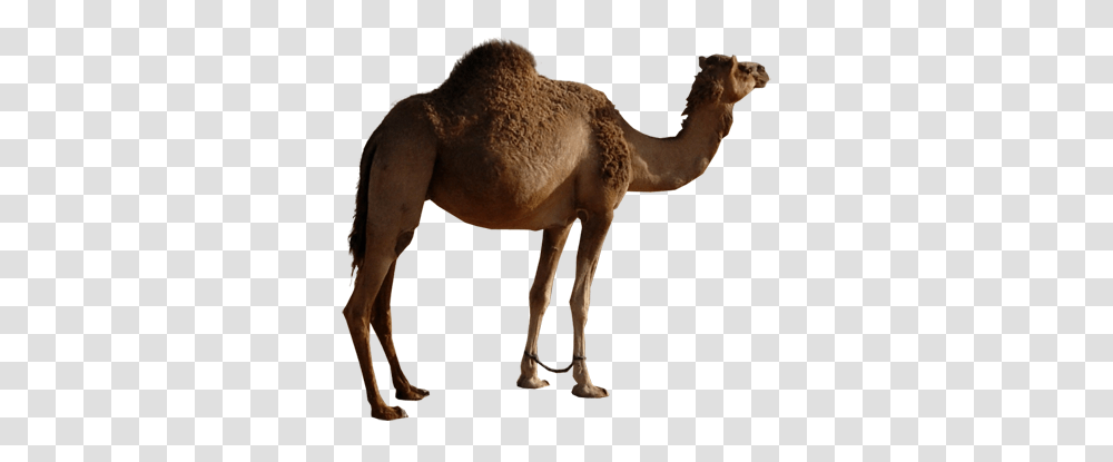 Camel, Animals, Mammal, Horse Transparent Png