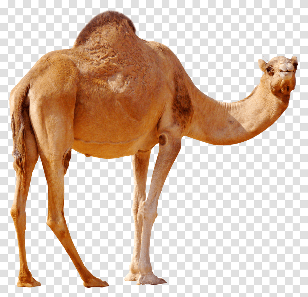 Camel, Animals, Mammal, Horse Transparent Png