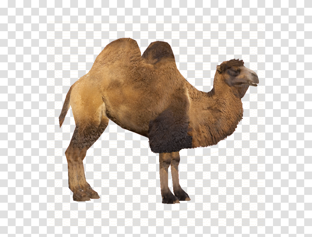 Camel, Animals, Mammal, Sheep, Dog Transparent Png