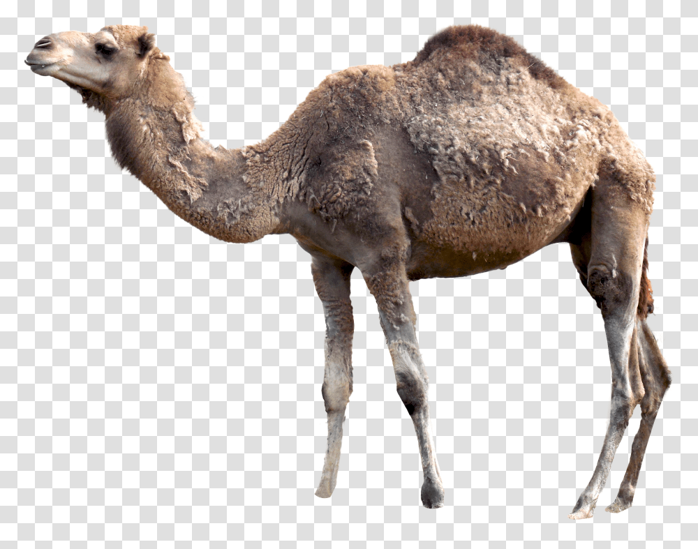 Camel, Animals, Mammal, Sheep, Horse Transparent Png