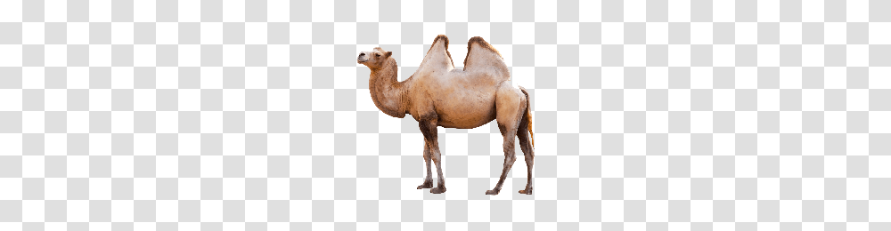Camel, Animals, Mammal Transparent Png