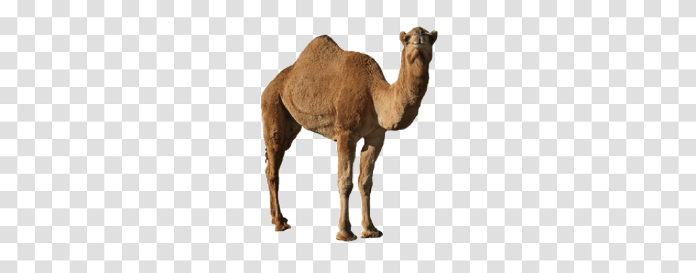 Camel, Animals, Mammal Transparent Png