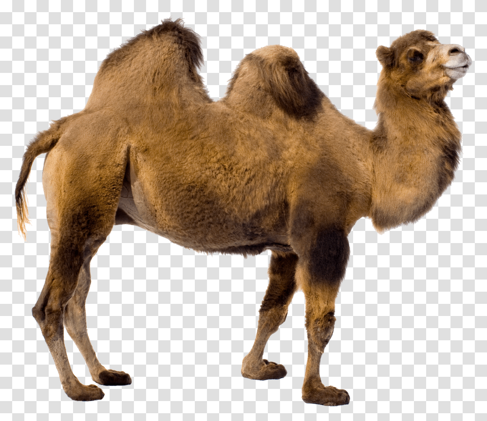 Camel, Animals Transparent Png
