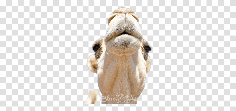 Camel Arabian Camel, Plush, Toy, Mammal, Animal Transparent Png