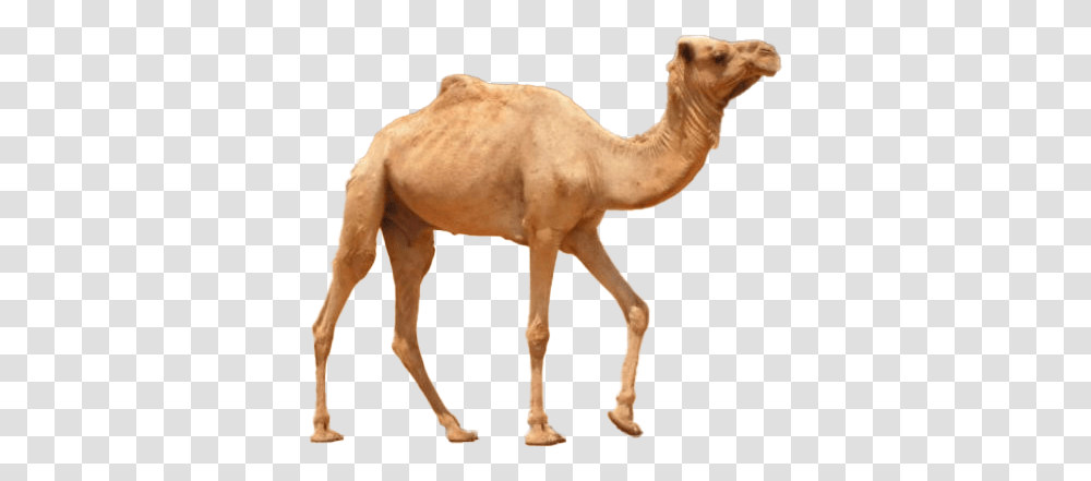 Camel Background Image State Animal Of Rajasthan, Mammal Transparent Png