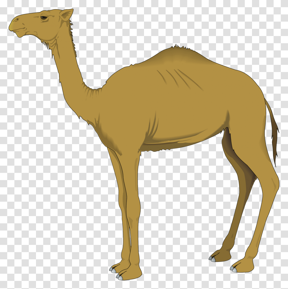 Camel Camel Clip Art, Mammal, Animal, Blow Dryer, Appliance Transparent Png