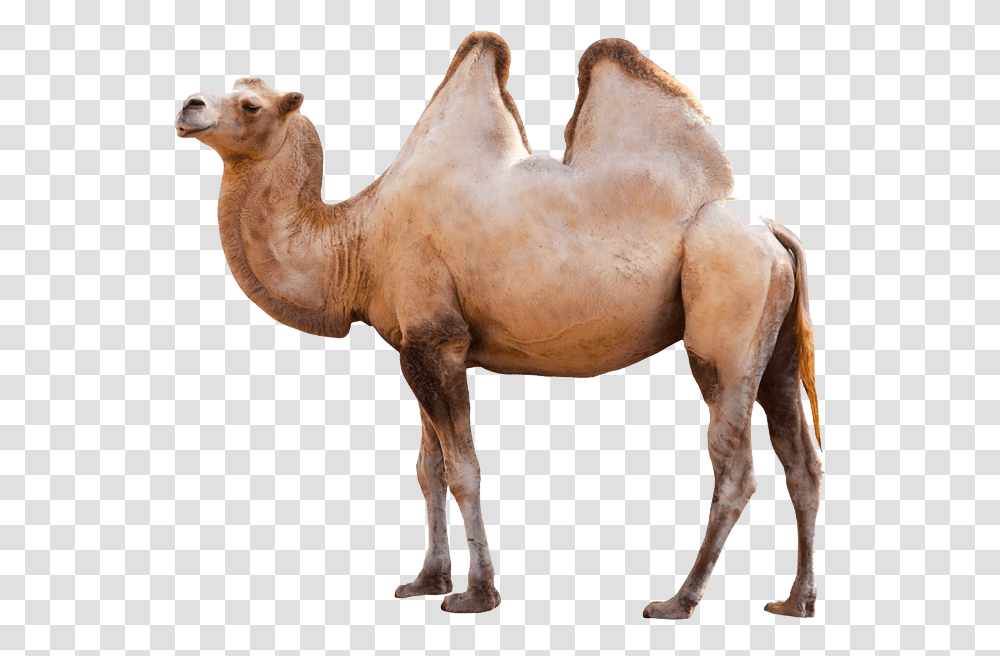 Camel Camel, Mammal, Animal, Antelope, Wildlife Transparent Png