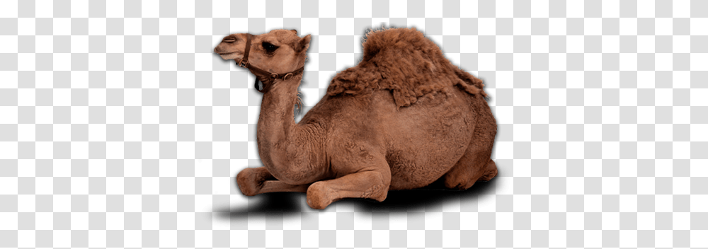 Camel Camel, Mammal, Animal, Lion, Wildlife Transparent Png