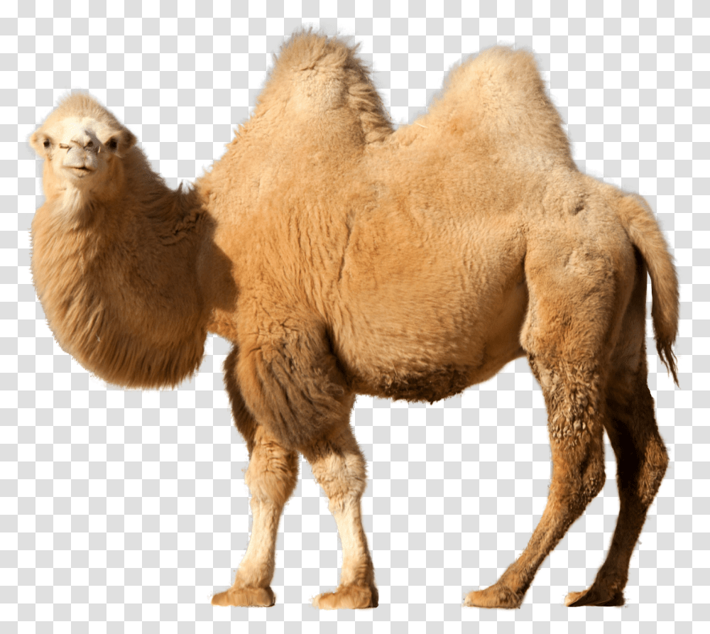 Camel Camel On Background, Mammal, Animal, Sheep, Lion Transparent Png