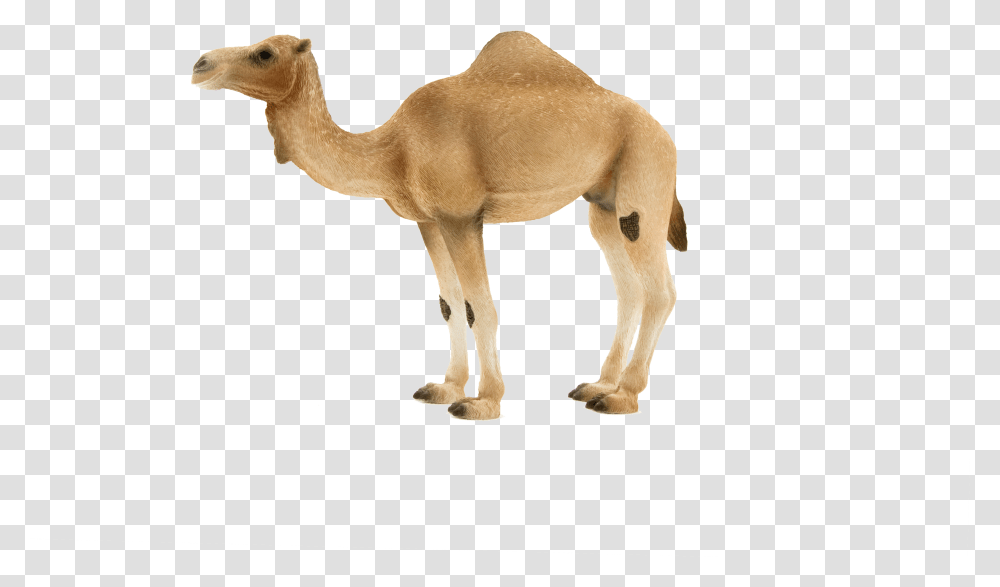 Camel Camel Schleich Animals Transparent Png