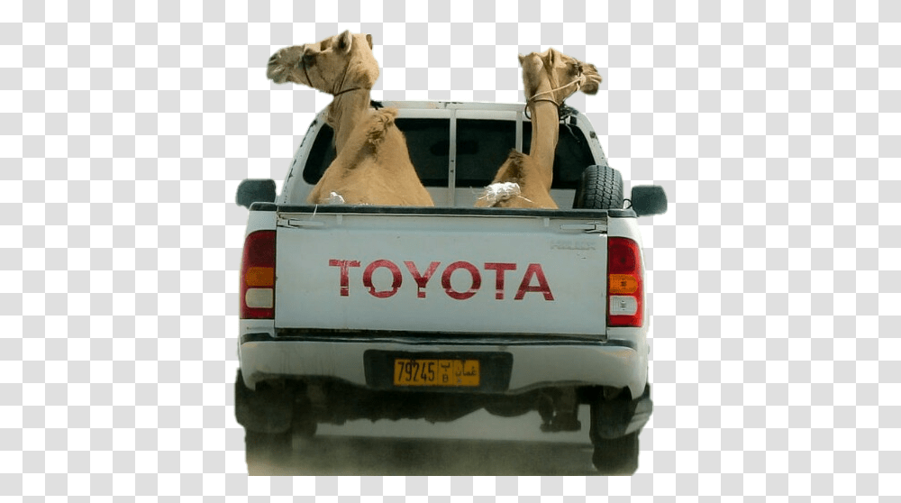 Camel Challenge Camelsticker Toyota Hilux, Truck, Vehicle, Transportation, Mammal Transparent Png