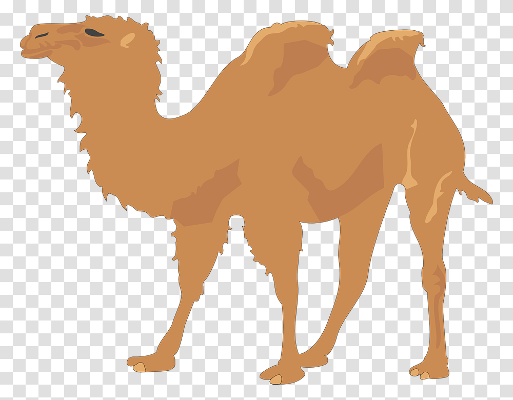 Camel Clip Art, Mammal, Animal Transparent Png