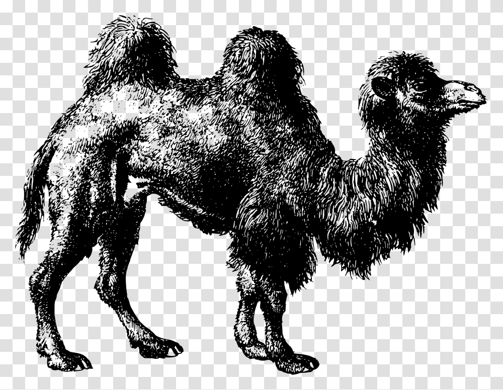 Camel Clipart Bactrian Camel, Gray, World Of Warcraft Transparent Png