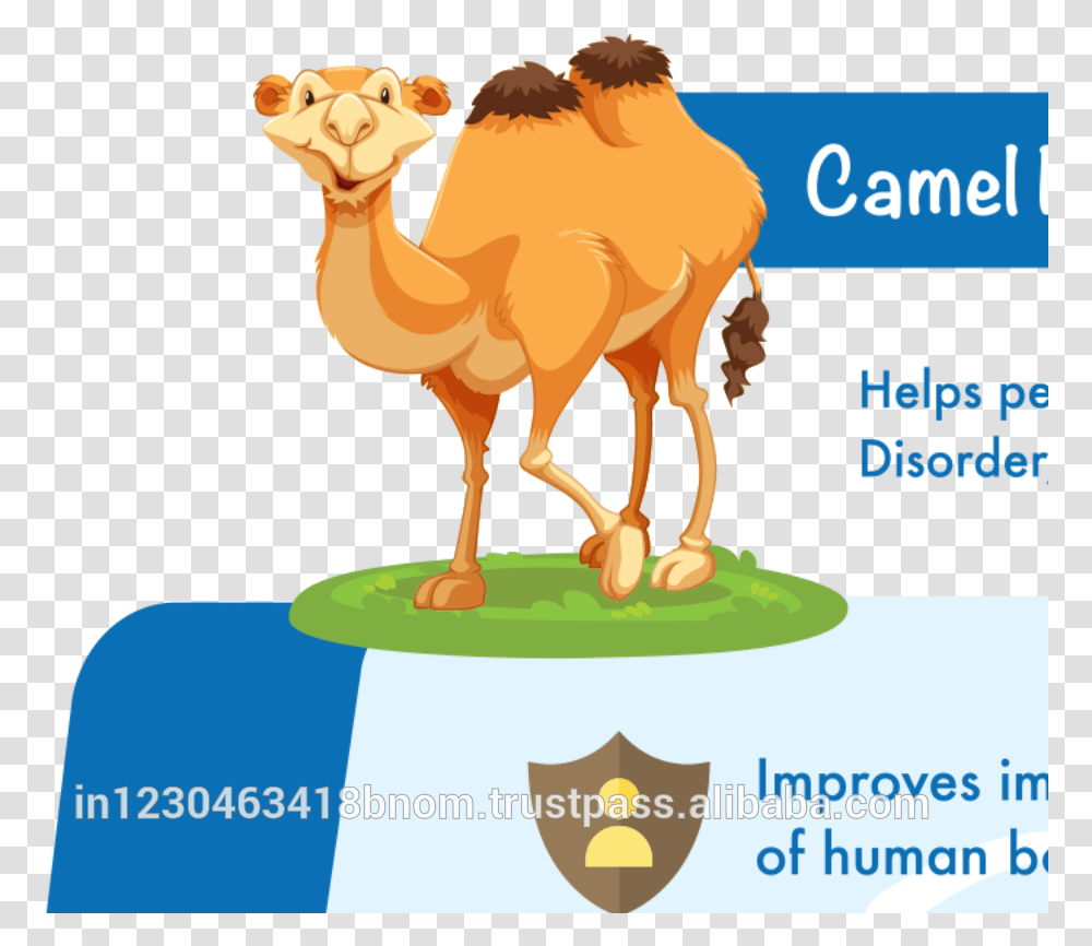 Camel Clipart Fat Illustration, Mammal, Animal, Advertisement, Poster Transparent Png