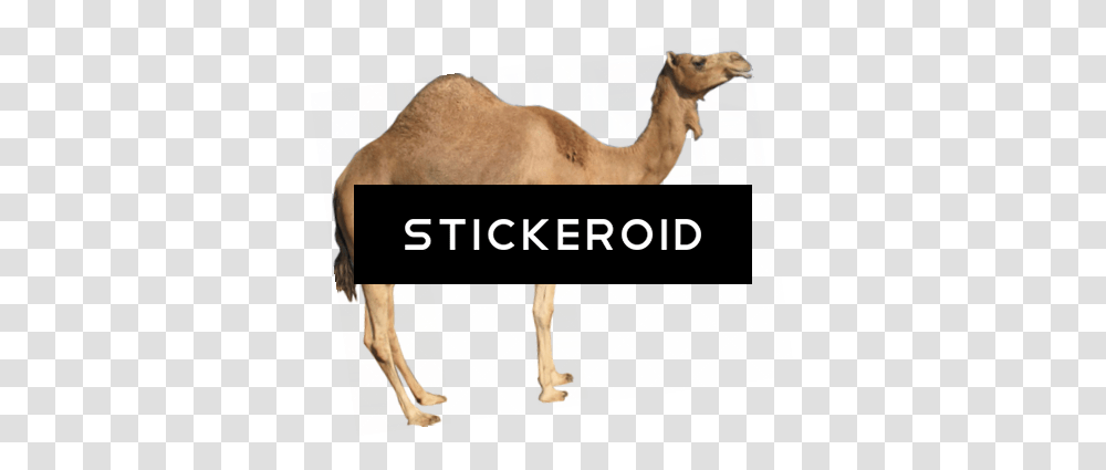 Camel Clipart, Mammal, Animal, Dog, Pet Transparent Png