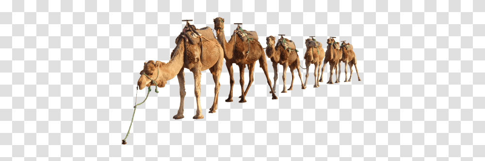 Camel Clipart, Mammal, Animal, Horse Transparent Png