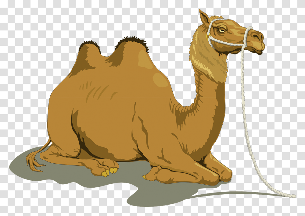 Camel Clipart, Mammal, Animal Transparent Png