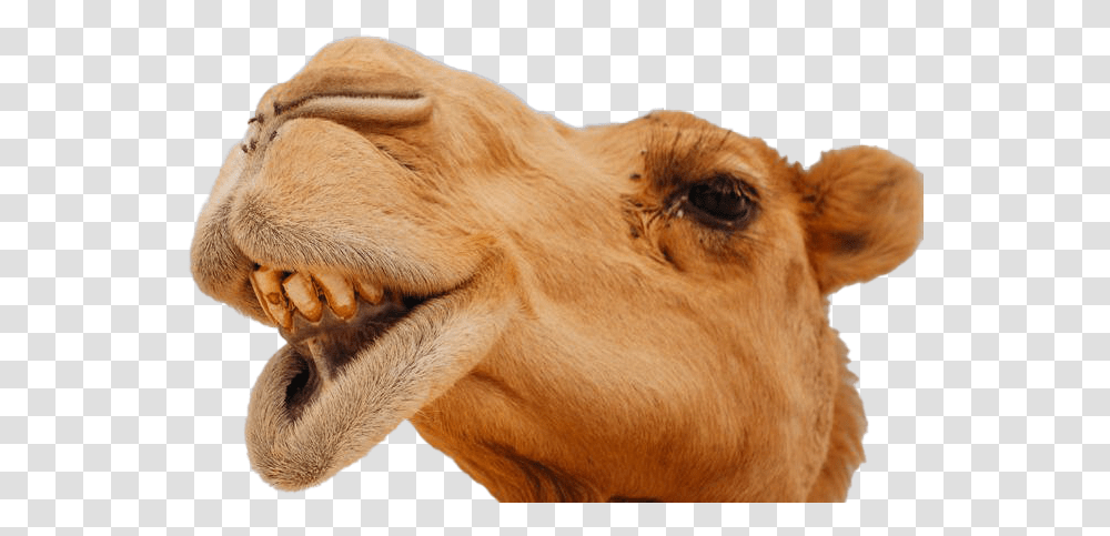 Camel Face Camels Funny, Mammal, Animal, Snout Transparent Png