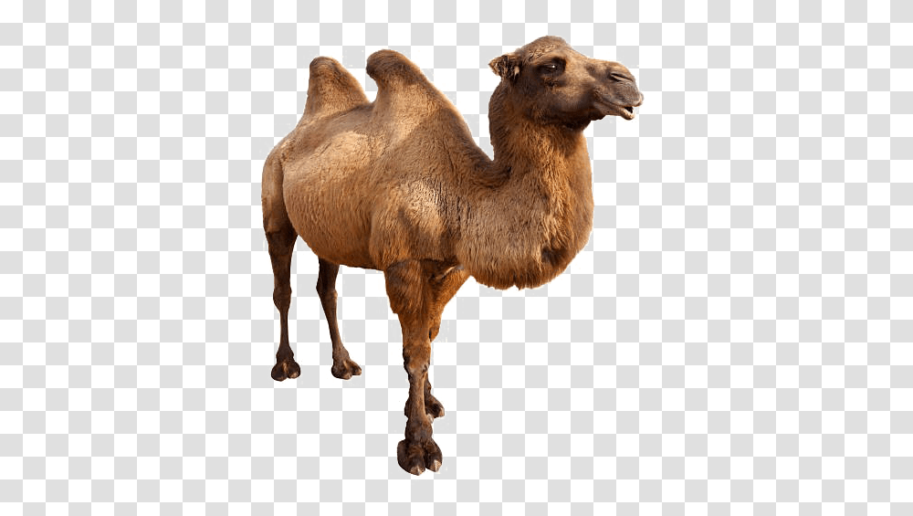 Camel Free Background Animals In Danger Book, Mammal Transparent Png